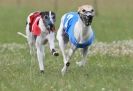 Image 21 in OXFORD PEDIGREE WHIPPET RACING CLUB OPEN EVENT