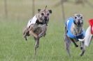 Image 22 in OXFORD PEDIGREE WHIPPET RACING CLUB OPEN EVENT