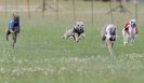 Image 23 in OXFORD PEDIGREE WHIPPET RACING CLUB OPEN EVENT