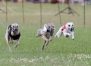 Image 24 in OXFORD PEDIGREE WHIPPET RACING CLUB OPEN EVENT