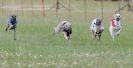 Image 25 in OXFORD PEDIGREE WHIPPET RACING CLUB OPEN EVENT