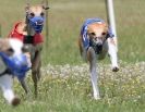 Image 26 in OXFORD PEDIGREE WHIPPET RACING CLUB OPEN EVENT