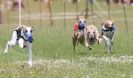 Image 27 in OXFORD PEDIGREE WHIPPET RACING CLUB OPEN EVENT