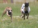 Image 29 in OXFORD PEDIGREE WHIPPET RACING CLUB OPEN EVENT