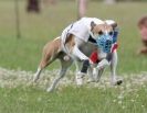 Image 3 in OXFORD PEDIGREE WHIPPET RACING CLUB OPEN EVENT