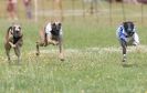 Image 30 in OXFORD PEDIGREE WHIPPET RACING CLUB OPEN EVENT