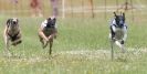 Image 31 in OXFORD PEDIGREE WHIPPET RACING CLUB OPEN EVENT