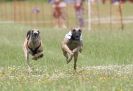 Image 32 in OXFORD PEDIGREE WHIPPET RACING CLUB OPEN EVENT