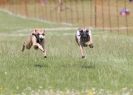 Image 33 in OXFORD PEDIGREE WHIPPET RACING CLUB OPEN EVENT