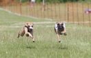 Image 34 in OXFORD PEDIGREE WHIPPET RACING CLUB OPEN EVENT