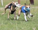 Image 35 in OXFORD PEDIGREE WHIPPET RACING CLUB OPEN EVENT