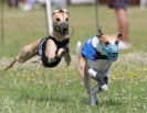 Image 36 in OXFORD PEDIGREE WHIPPET RACING CLUB OPEN EVENT