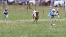 Image 37 in OXFORD PEDIGREE WHIPPET RACING CLUB OPEN EVENT