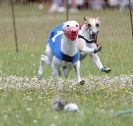 Image 38 in OXFORD PEDIGREE WHIPPET RACING CLUB OPEN EVENT