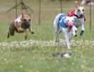 Image 39 in OXFORD PEDIGREE WHIPPET RACING CLUB OPEN EVENT