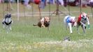 Image 40 in OXFORD PEDIGREE WHIPPET RACING CLUB OPEN EVENT