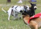 Image 41 in OXFORD PEDIGREE WHIPPET RACING CLUB OPEN EVENT