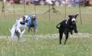 Image 42 in OXFORD PEDIGREE WHIPPET RACING CLUB OPEN EVENT