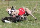 Image 43 in OXFORD PEDIGREE WHIPPET RACING CLUB OPEN EVENT