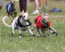 Image 44 in OXFORD PEDIGREE WHIPPET RACING CLUB OPEN EVENT