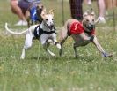 Image 45 in OXFORD PEDIGREE WHIPPET RACING CLUB OPEN EVENT
