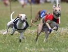 Image 46 in OXFORD PEDIGREE WHIPPET RACING CLUB OPEN EVENT