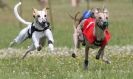 Image 47 in OXFORD PEDIGREE WHIPPET RACING CLUB OPEN EVENT