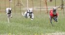 Image 48 in OXFORD PEDIGREE WHIPPET RACING CLUB OPEN EVENT