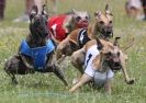 Image 49 in OXFORD PEDIGREE WHIPPET RACING CLUB OPEN EVENT