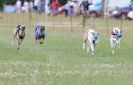 Image 5 in OXFORD PEDIGREE WHIPPET RACING CLUB OPEN EVENT