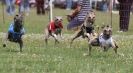 Image 50 in OXFORD PEDIGREE WHIPPET RACING CLUB OPEN EVENT