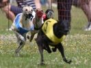 Image 51 in OXFORD PEDIGREE WHIPPET RACING CLUB OPEN EVENT