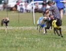 Image 52 in OXFORD PEDIGREE WHIPPET RACING CLUB OPEN EVENT