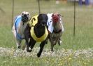 Image 53 in OXFORD PEDIGREE WHIPPET RACING CLUB OPEN EVENT