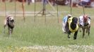 Image 54 in OXFORD PEDIGREE WHIPPET RACING CLUB OPEN EVENT