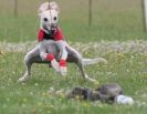 Image 56 in OXFORD PEDIGREE WHIPPET RACING CLUB OPEN EVENT