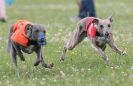 Image 57 in OXFORD PEDIGREE WHIPPET RACING CLUB OPEN EVENT