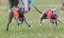 Image 58 in OXFORD PEDIGREE WHIPPET RACING CLUB OPEN EVENT