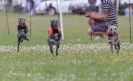 Image 59 in OXFORD PEDIGREE WHIPPET RACING CLUB OPEN EVENT