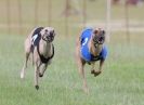 Image 6 in OXFORD PEDIGREE WHIPPET RACING CLUB OPEN EVENT