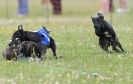 Image 60 in OXFORD PEDIGREE WHIPPET RACING CLUB OPEN EVENT