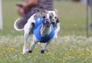 Image 61 in OXFORD PEDIGREE WHIPPET RACING CLUB OPEN EVENT