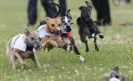 Image 62 in OXFORD PEDIGREE WHIPPET RACING CLUB OPEN EVENT