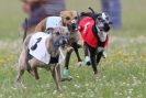 Image 63 in OXFORD PEDIGREE WHIPPET RACING CLUB OPEN EVENT