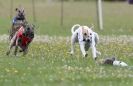 Image 66 in OXFORD PEDIGREE WHIPPET RACING CLUB OPEN EVENT