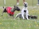 Image 67 in OXFORD PEDIGREE WHIPPET RACING CLUB OPEN EVENT