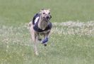 Image 69 in OXFORD PEDIGREE WHIPPET RACING CLUB OPEN EVENT