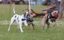 Image 7 in OXFORD PEDIGREE WHIPPET RACING CLUB OPEN EVENT