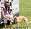 Image 71 in OXFORD PEDIGREE WHIPPET RACING CLUB OPEN EVENT