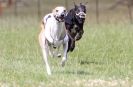 Image 73 in OXFORD PEDIGREE WHIPPET RACING CLUB OPEN EVENT